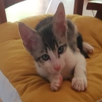Kiki (réservé), chat à adopter
