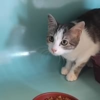 MOON, chatte à adopter
