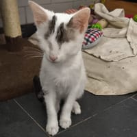 SOLAR, chat à adopter