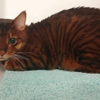 THOMASINA, chatte à adopter