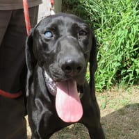 TEACH, chien à adopter