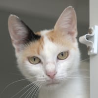 LUNA, chatte à adopter