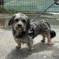 MIKE VAA, chien à adopter