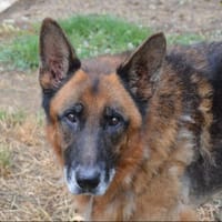 MANGO CHAO, chien à adopter