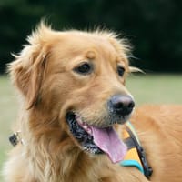 REBELLE, chienne à adopter