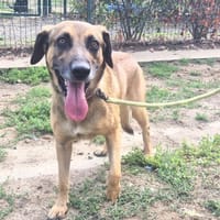 RAFALE, chien à adopter