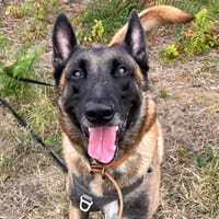 Trésor, chien à adopter