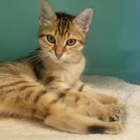 Mousto, chat à adopter