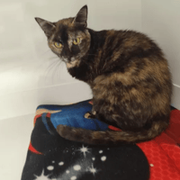 DUCHESSE, chatte à adopter