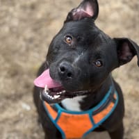 FOLKER, chien à adopter