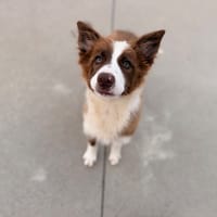 PRADA, chienne à adopter