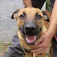 YAKARI, chien à adopter