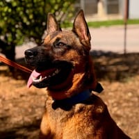 ARCHI, chien à adopter