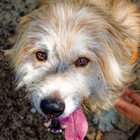 Filou, chien à adopter