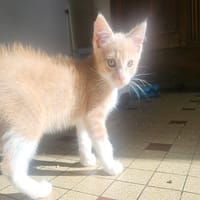 Camel, chat à adopter
