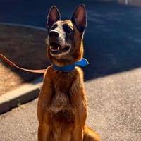 PRINCE, chien à adopter