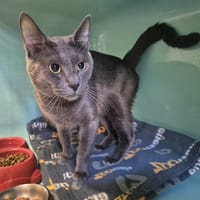 LOULOU, chat à adopter
