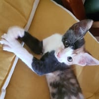 Choupette (réservée), chatte à adopter