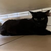 NOUNOURS, chat à adopter