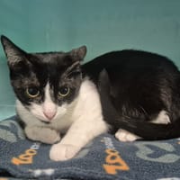 LILAS, chatte à adopter