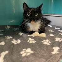 SYBILLE, chatte à adopter