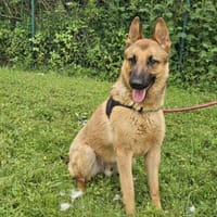 LITHIUM, chien à adopter