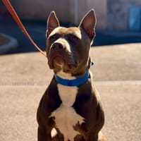TYSON, chien à adopter