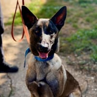 PINK, chienne à adopter