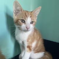 pumba, chat à adopter