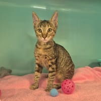 Biscotte, chatte à adopter