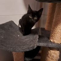 banjul, chatte à adopter