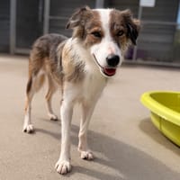 AMY, chienne à adopter