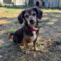 OFFENBACH, chien à adopter