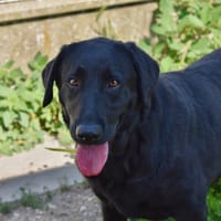 ROSA, chienne à adopter