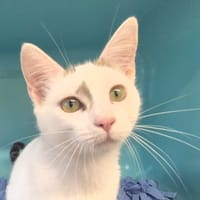 Dolly (réservée), chatte à adopter