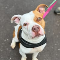 NALA, chienne à adopter