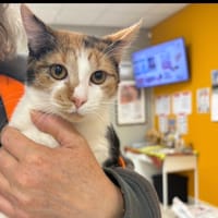 TRIVIA, chatte à adopter