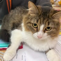 NEMESIS, chatte à adopter
