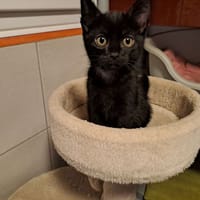 Réservé bakou, chat à adopter