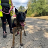 YMIR OAA20115, chienne à adopter