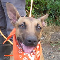 VANE, chien à adopter