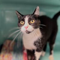 Monsieur, chat à adopter