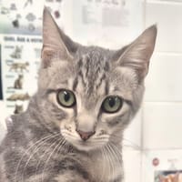 Bacon, chat à adopter