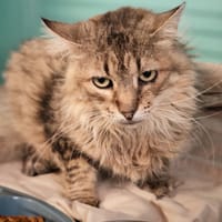 CHATTERBOX, chat à adopter