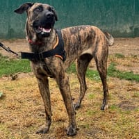 ZAYA HAA24830, chienne à adopter