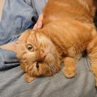 ASPID, chat à adopter