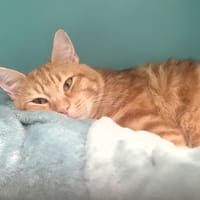 Rousseau, chat à adopter