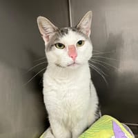 BULL'O, chat à adopter