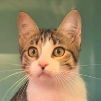 Barbie, chatte à adopter