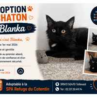 BLANKA, chatte à adopter